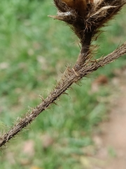 Hibiscus macrophyllus