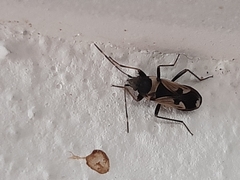 Raglius confusus