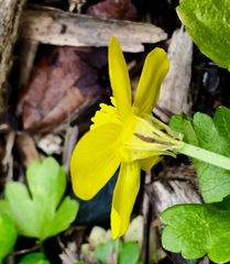 Ranunculus