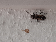 Raglius confusus