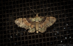 Gymnoscelis derogata