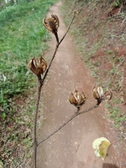 Hibiscus macrophyllus