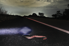 Crotalus durissus ruruima