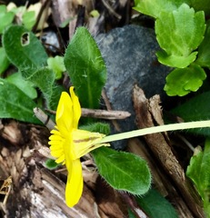 Ranunculus