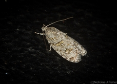 Agriophara horridula