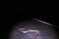 Crotalus durissus ruruima