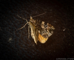 Chrysolarentia phaedra