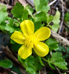 Ranunculus