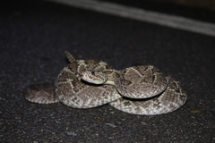 Crotalus durissus ruruima