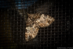 Chrysolarentia phaedra