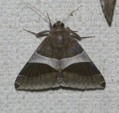 Dysgonia constricta
