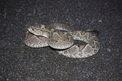 Crotalus durissus ruruima