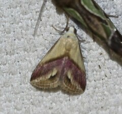 Eublemma cochylioides