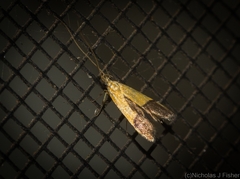 Crocanthes micradelpha