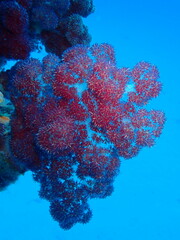 Dendronephthya