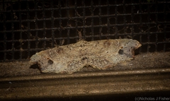 Philogethes metableta