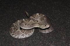 Crotalus durissus ruruima