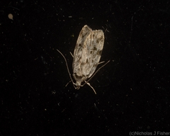 Barea nymphica