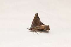 Hypertrocta brunnea