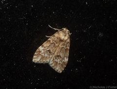 Scaphidriotis xylogramma