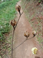 Hibiscus macrophyllus