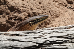 Varanus panoptes panoptes