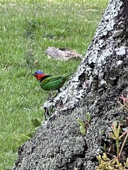 Tangara cyanocephala
