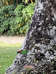 Tangara cyanocephala