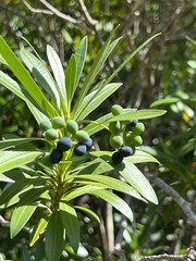 Rauvolfia