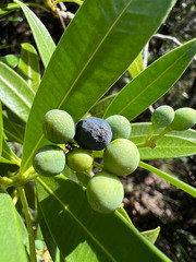 Rauvolfia