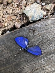 Psychonotis caelius