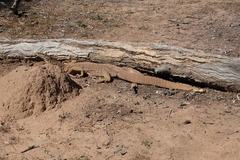 Varanus panoptes panoptes