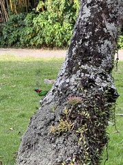 Tangara cyanocephala