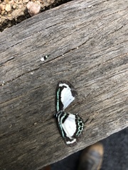Psychonotis caelius