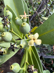 Tarenna rhypalostigma