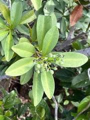 Tarenna rhypalostigma