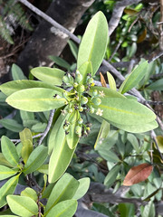 Tarenna rhypalostigma