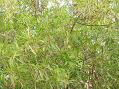 Sapium haematospermum