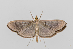 Margaroniini