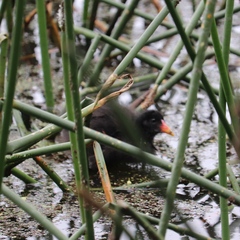 Gallinula tenebrosa tenebrosa