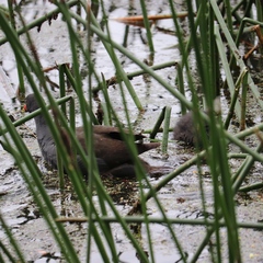 Gallinula tenebrosa tenebrosa