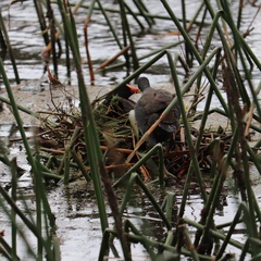 Gallinula tenebrosa tenebrosa