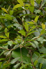 Catha edulis