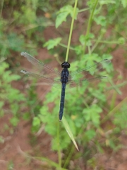 Indothemis carnatica