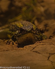 Liolaemus chiliensis