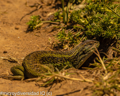 Liolaemus chiliensis