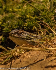 Liolaemus chiliensis