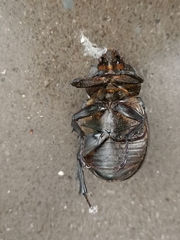 Xylotrupes gideon