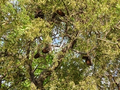 Aspidosperma quebracho-blanco