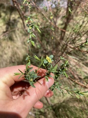 Pimelea pauciflora